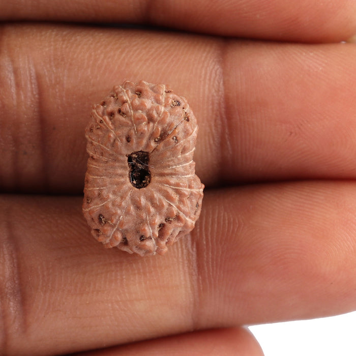 18 Mukhi Rudraksha from Indonesia - Bead No. 116