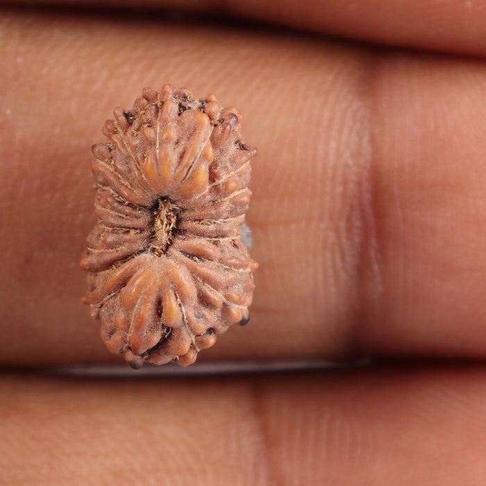 18 Mukhi Rudraksha from Indonesia - Bead No. 119