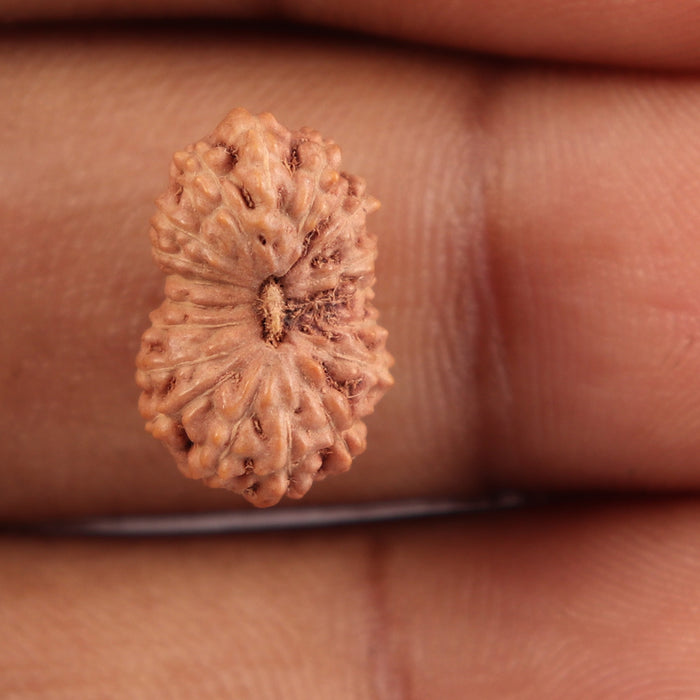 18 Mukhi Rudraksha from Indonesia - Bead No. 120