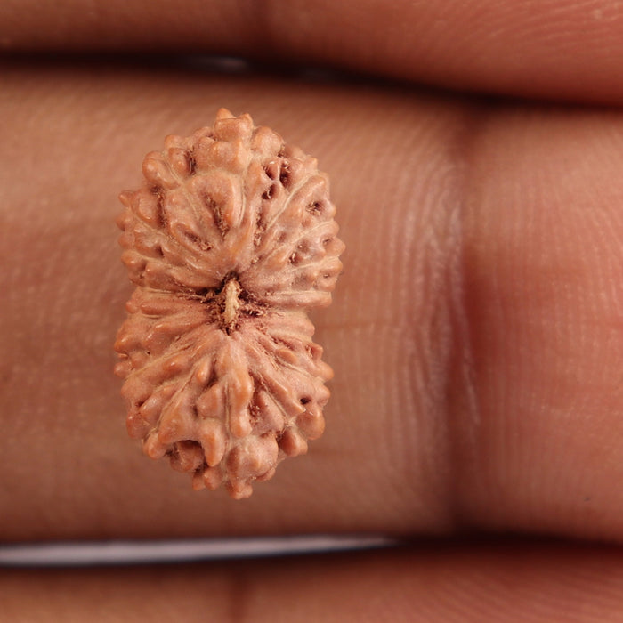18 Mukhi Rudraksha from Indonesia - Bead No. 121