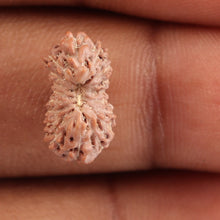 Load image into Gallery viewer, 18 Mukhi Rudraksha from Indonesia - Bead No. 123
