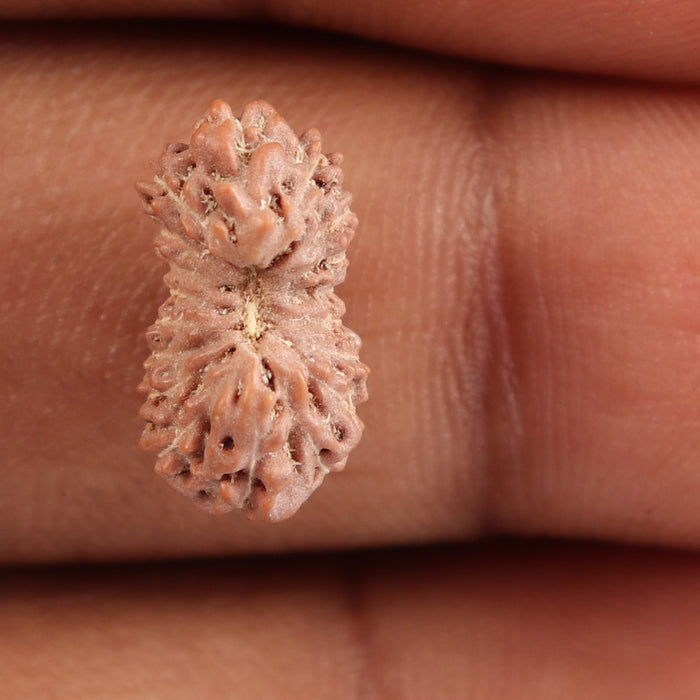 18 Mukhi Rudraksha from Indonesia - Bead No. 123