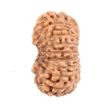 Load image into Gallery viewer, 18 Mukhi Rudraksha from Indonesia - Bead No. 118
