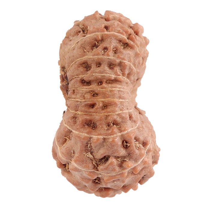 18 Mukhi Rudraksha from Indonesia - Bead No. 116