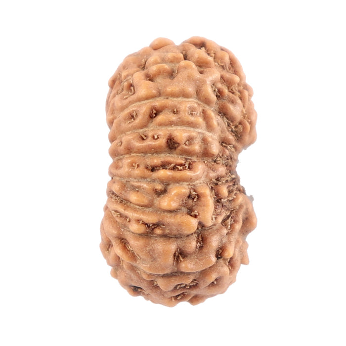 18 Mukhi Rudraksha from Indonesia - Bead No. 118