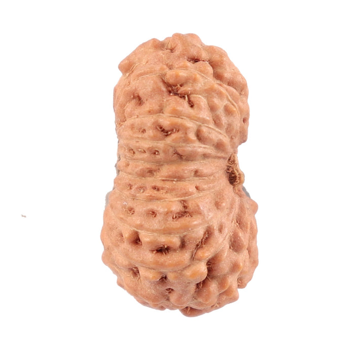 18 Mukhi Rudraksha from Indonesia - Bead No. 120