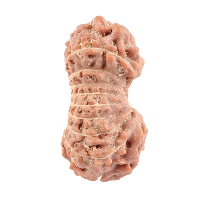 18 Mukhi Rudraksha from Indonesia - Bead No. 123