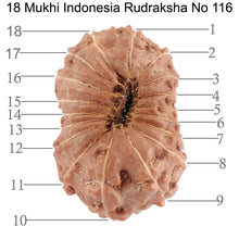 Load image into Gallery viewer, 18 Mukhi Rudraksha from Indonesia - Bead No. 116
