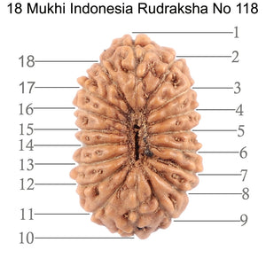 18 Mukhi Rudraksha from Indonesia - Bead No. 118