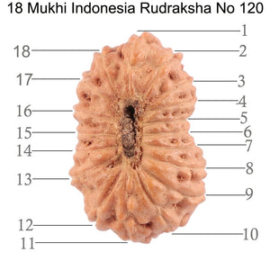 18 Mukhi Rudraksha from Indonesia - Bead No. 120