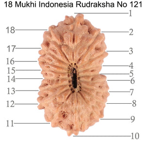 18 Mukhi Rudraksha from Indonesia - Bead No. 121