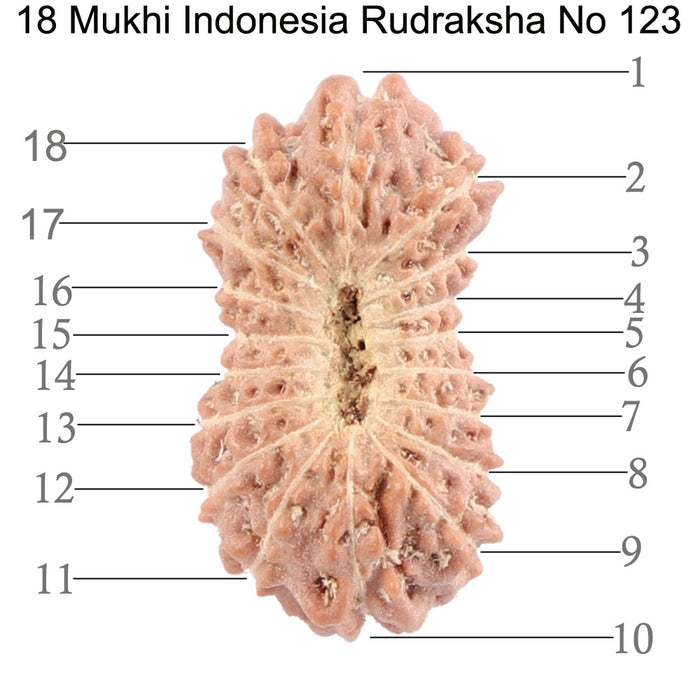18 Mukhi Rudraksha from Indonesia - Bead No. 123