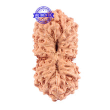 Load image into Gallery viewer, 18 Mukhi Rudraksha from Indonesia - Bead No. 125
