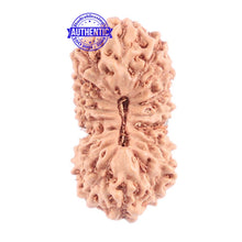 Load image into Gallery viewer, 18 Mukhi Rudraksha from Indonesia - Bead No. 125
