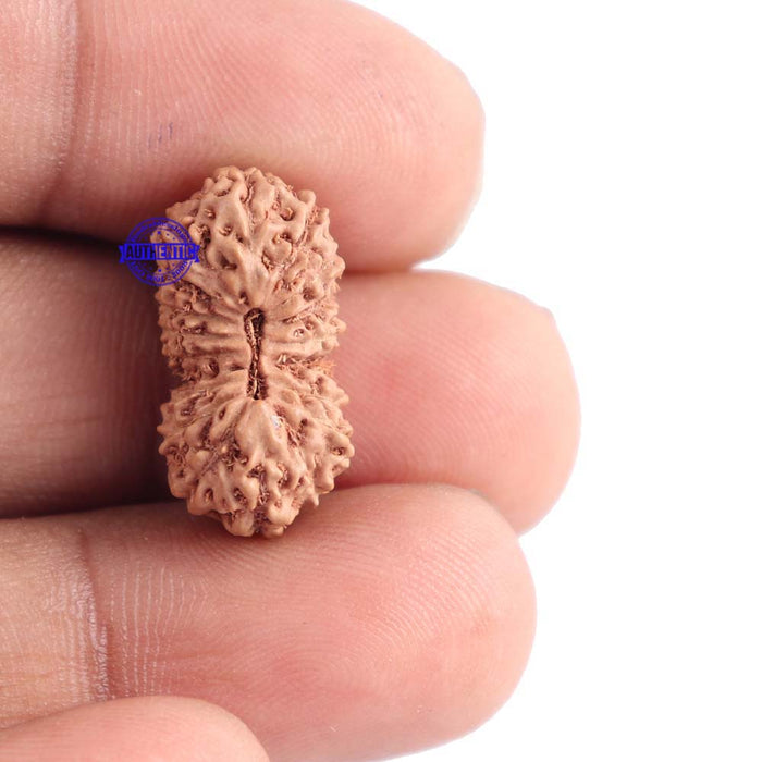 18 Mukhi Rudraksha from Indonesia - Bead No. 125
