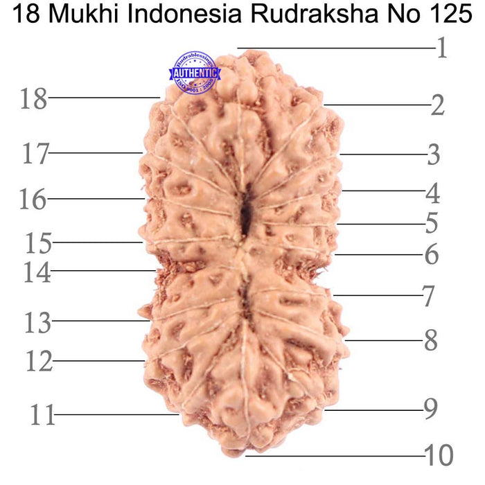 18 Mukhi Rudraksha from Indonesia - Bead No. 125