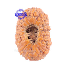 Load image into Gallery viewer, 18 Mukhi Rudraksha from Indonesia - Bead No. 131

