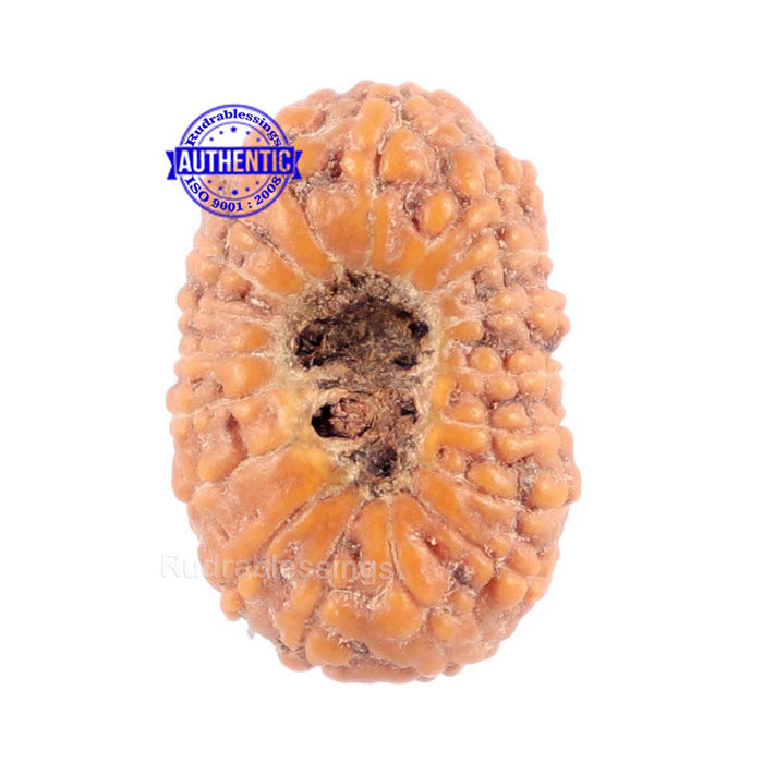 18 Mukhi Rudraksha from Indonesia - Bead No. 131