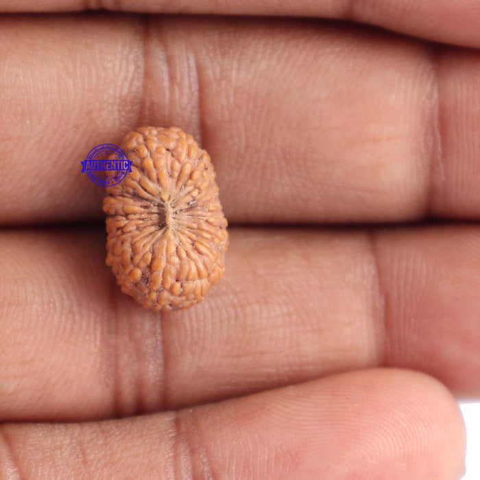 18 Mukhi Rudraksha from Indonesia - Bead No. 131