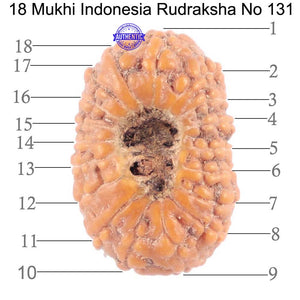18 Mukhi Rudraksha from Indonesia - Bead No. 131