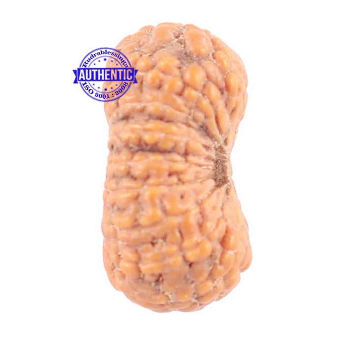 18 Mukhi Rudraksha from Indonesia - Bead No. 131