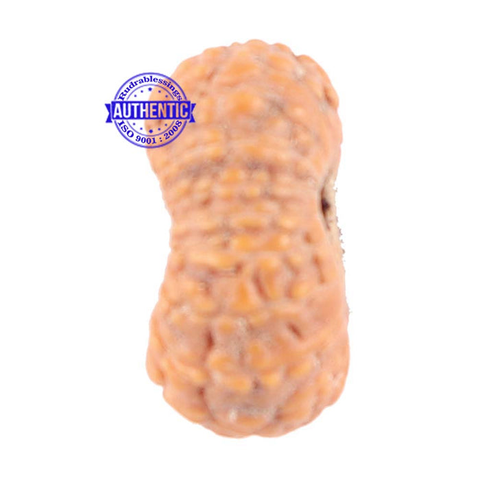 18 Mukhi Rudraksha from Indonesia - Bead No. 131