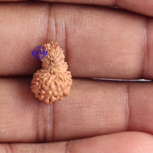 Load image into Gallery viewer, 18 Mukhi Rudraksha from Indonesia - Bead No. 135
