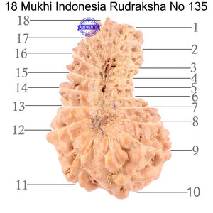 18 Mukhi Rudraksha from Indonesia - Bead No. 135