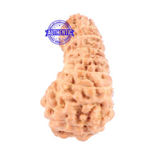 Load image into Gallery viewer, 18 Mukhi Rudraksha from Indonesia - Bead No. 135
