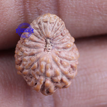 Load image into Gallery viewer, 18 Mukhi Rudraksha from Indonesia - Bead No 137

