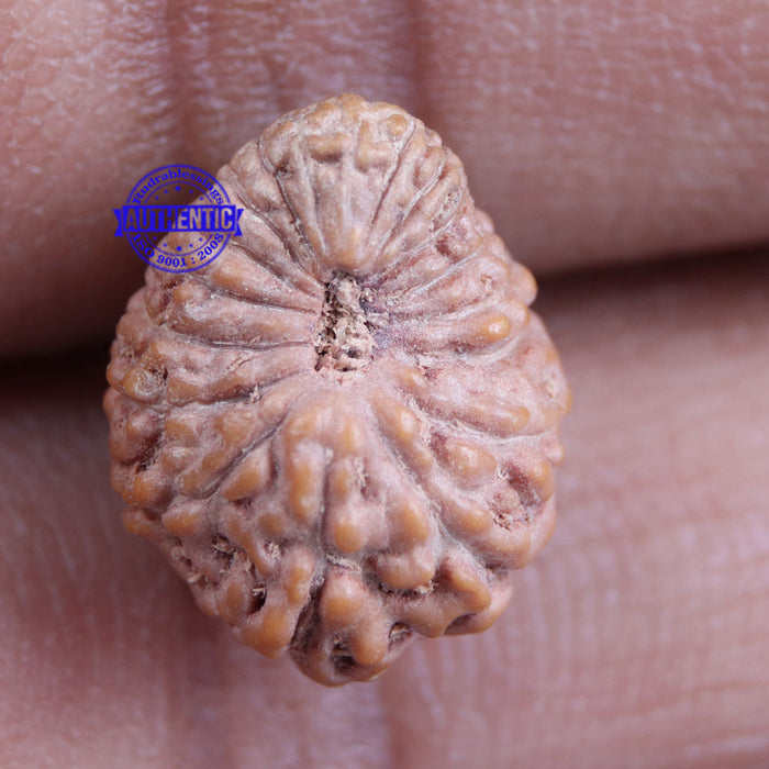 18 Mukhi Rudraksha from Indonesia - Bead No 137
