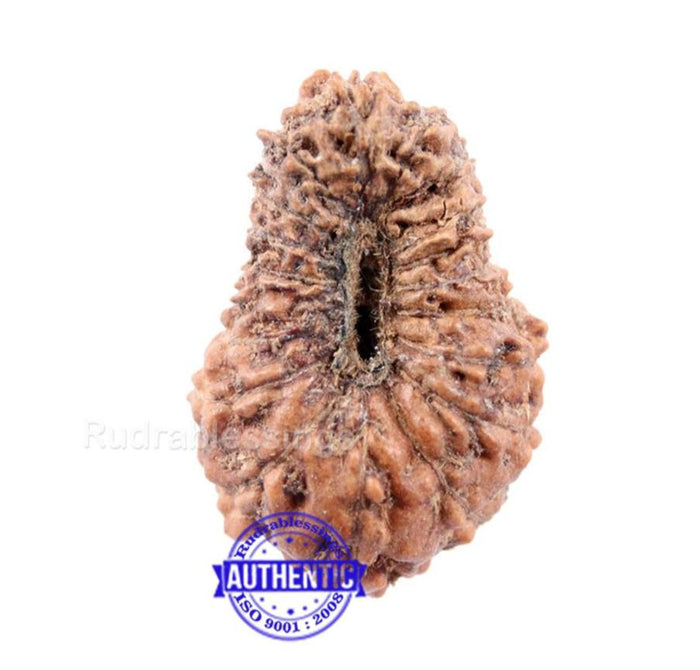 18 Mukhi Rudraksha from Indonesia - Bead No 144