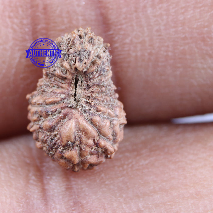 18 Mukhi Rudraksha from Indonesia - Bead No 144