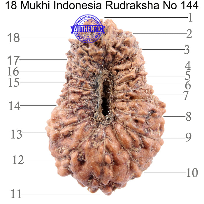 18 Mukhi Rudraksha from Indonesia - Bead No 144
