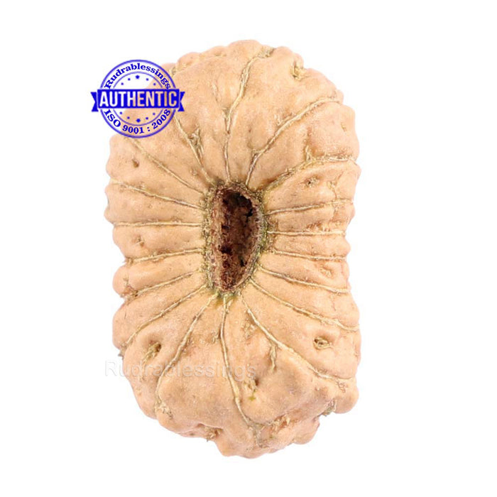 18 Mukhi Rudraksha from Indonesia - Bead No. 147