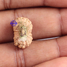 Load image into Gallery viewer, 18 Mukhi Rudraksha from Indonesia - Bead No. 147
