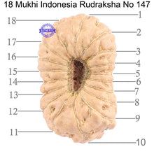 Load image into Gallery viewer, 18 Mukhi Rudraksha from Indonesia - Bead No. 147
