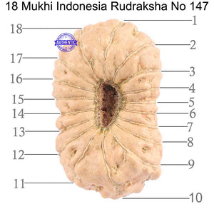 18 Mukhi Rudraksha from Indonesia - Bead No. 147