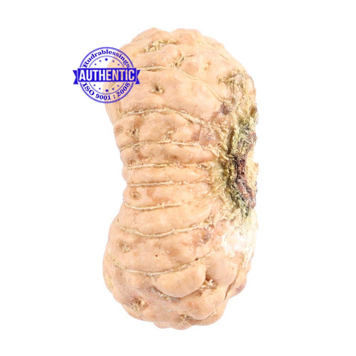 18 Mukhi Rudraksha from Indonesia - Bead No. 147