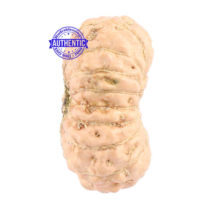 18 Mukhi Rudraksha from Indonesia - Bead No. 147