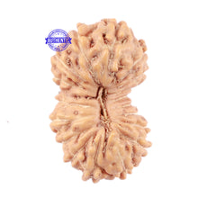 Load image into Gallery viewer, 18 Mukhi Rudraksha from Indonesia - Bead No. 70

