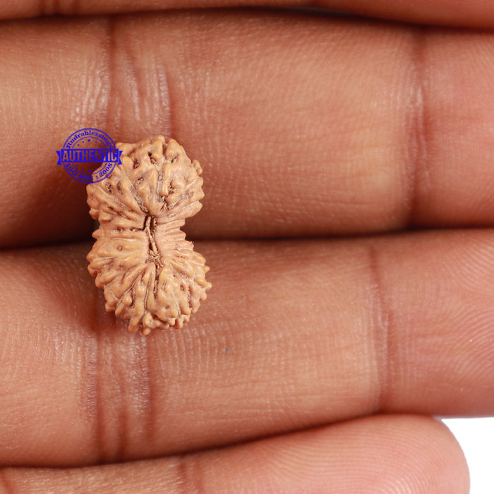 18 Mukhi Rudraksha from Indonesia - Bead No. 70