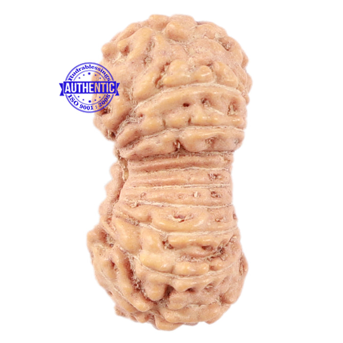 18 Mukhi Rudraksha from Indonesia - Bead No. 70