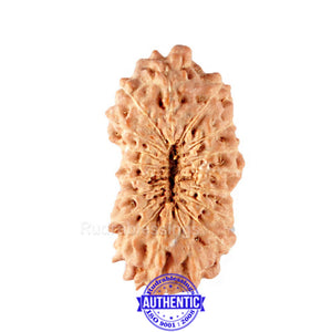 18 Mukhi Rudraksha from Indonesia - Bead No. 110