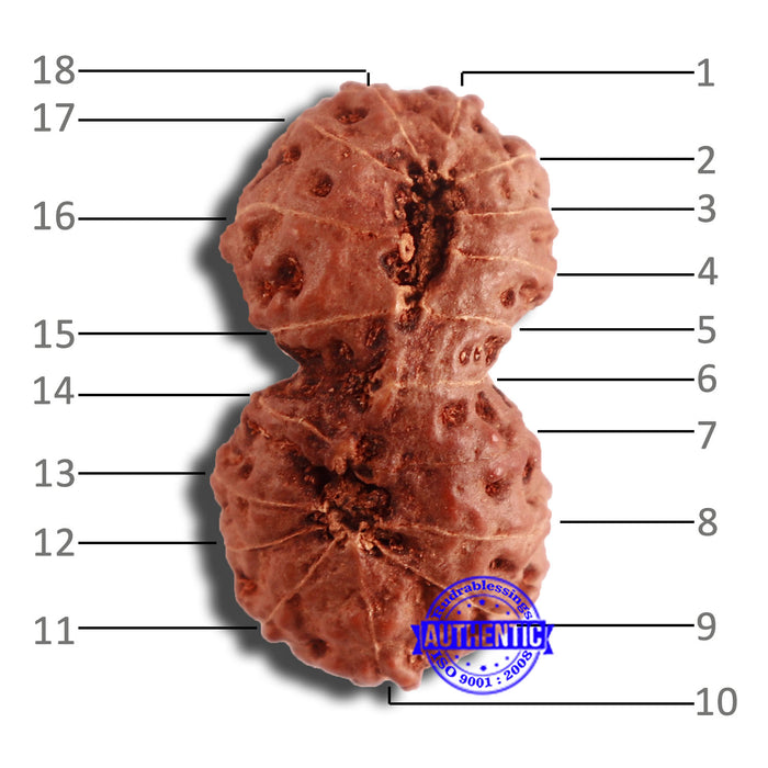 18 Mukhi Gaurishankar Rudraksha from Indonesia - Bead No. 176