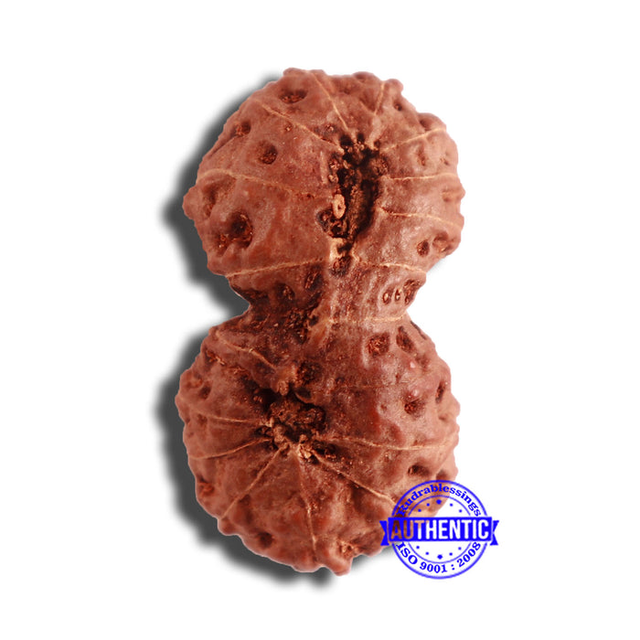 18 Mukhi Gaurishankar Rudraksha from Indonesia - Bead No. 176