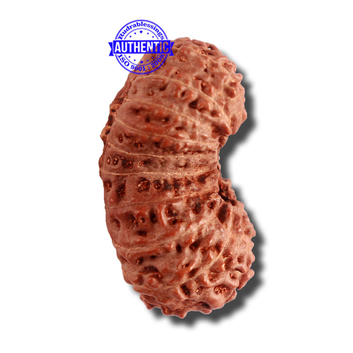 18 Mukhi Gaurishankar Rudraksha from Indonesia - Bead No. 176