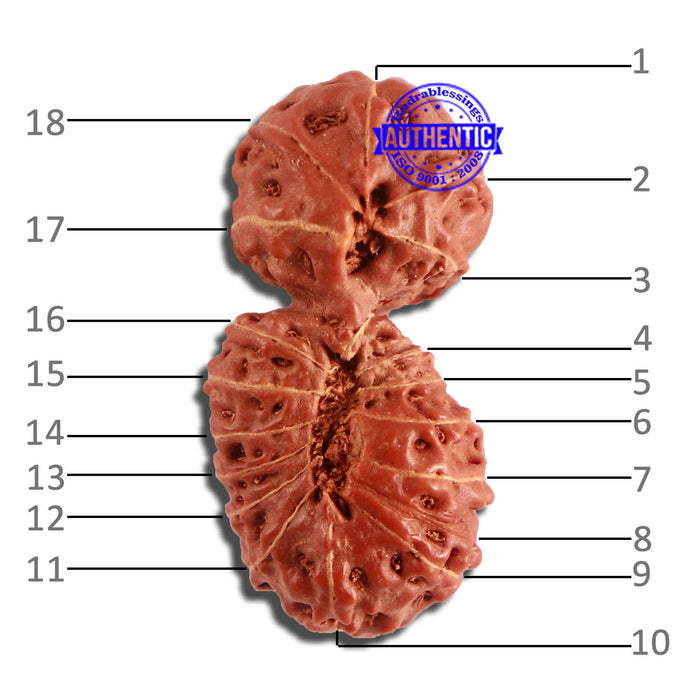 18 Mukhi Gaurishankar Rudraksha from Indonesia - Bead No. 177