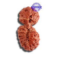 Load image into Gallery viewer, 18 Mukhi Gaurishankar Rudraksha from Indonesia - Bead No. 177
