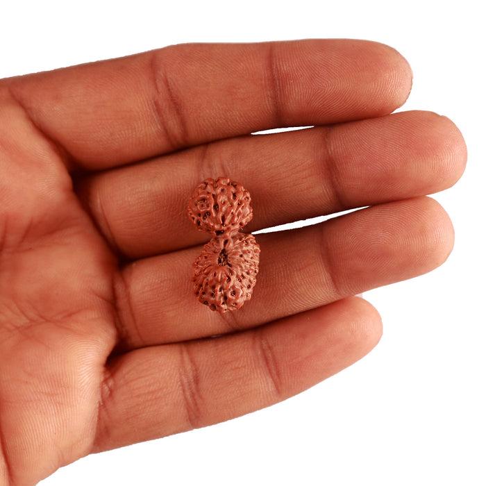 18 Mukhi Gaurishankar Rudraksha from Indonesia - Bead No. 177